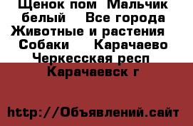 Щенок пом. Мальчик белый  - Все города Животные и растения » Собаки   . Карачаево-Черкесская респ.,Карачаевск г.